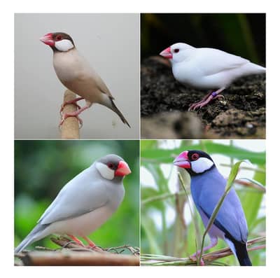 java finches for sale