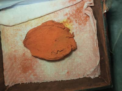cat placenta