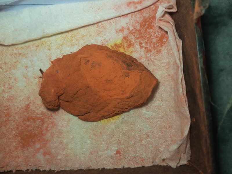 cat placenta 1