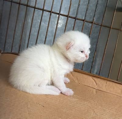 Persian cat baby