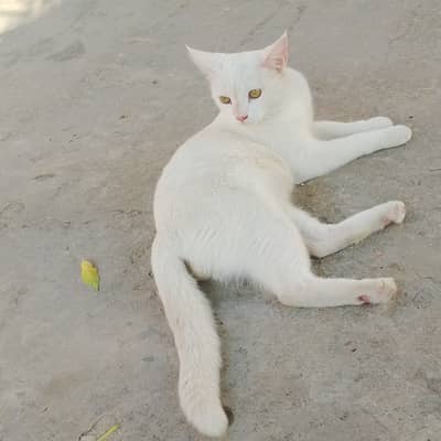 Turkish angora cat