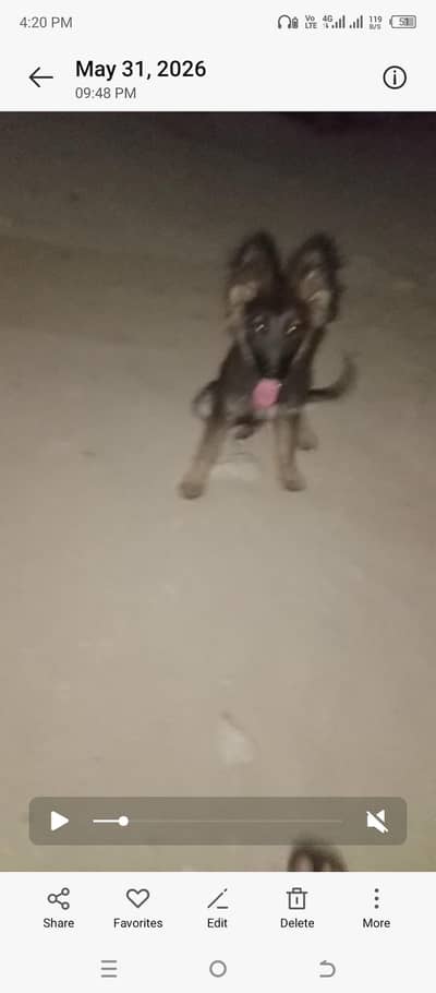German shepherd stock cote