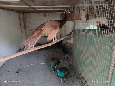 Peacock for Sale