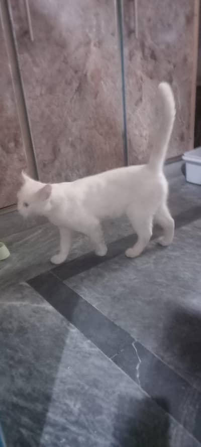 paregnet female cat