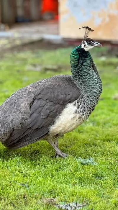 blue shoulder peacock