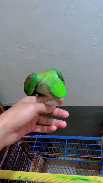 raw parrot baby male available for sale