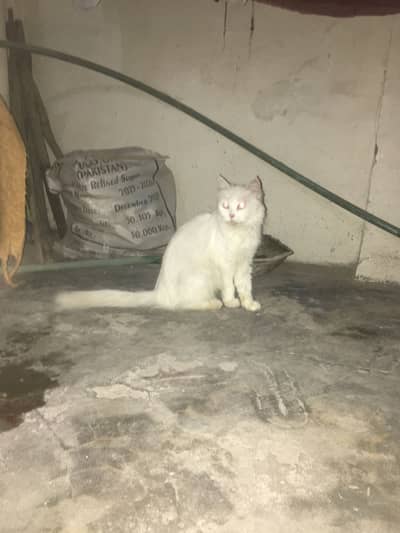 Russian female cat with 3kittens