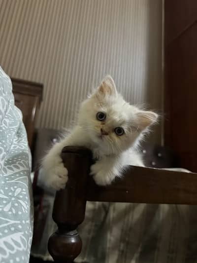 blue eyed female persian kitten
