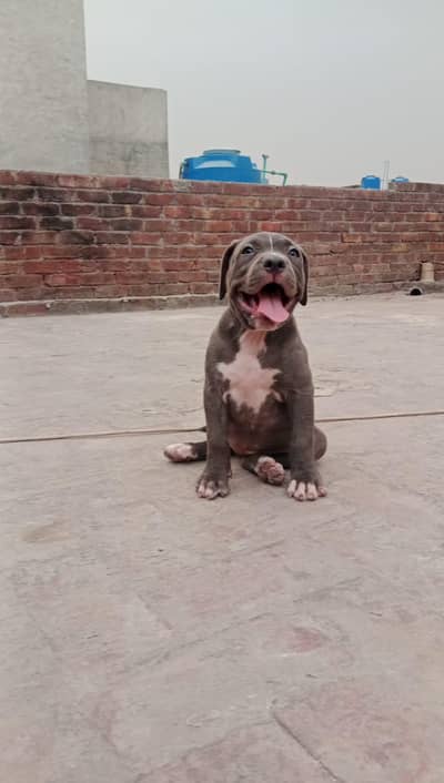 Am bully/American bully/pitbull