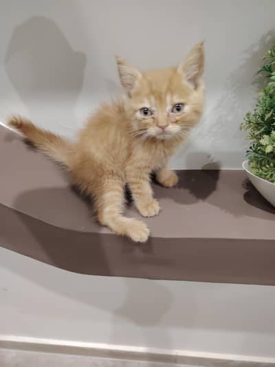 Persian Kitten Milo