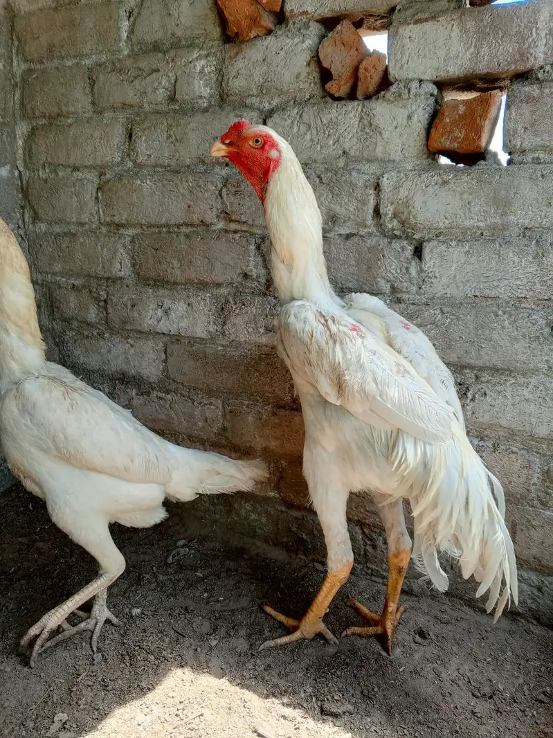 Pair japnes Shamo high quality