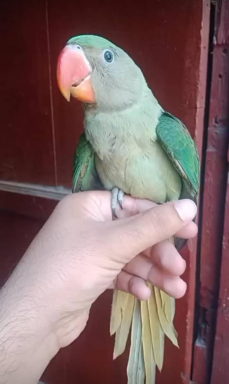 Raw chick 2