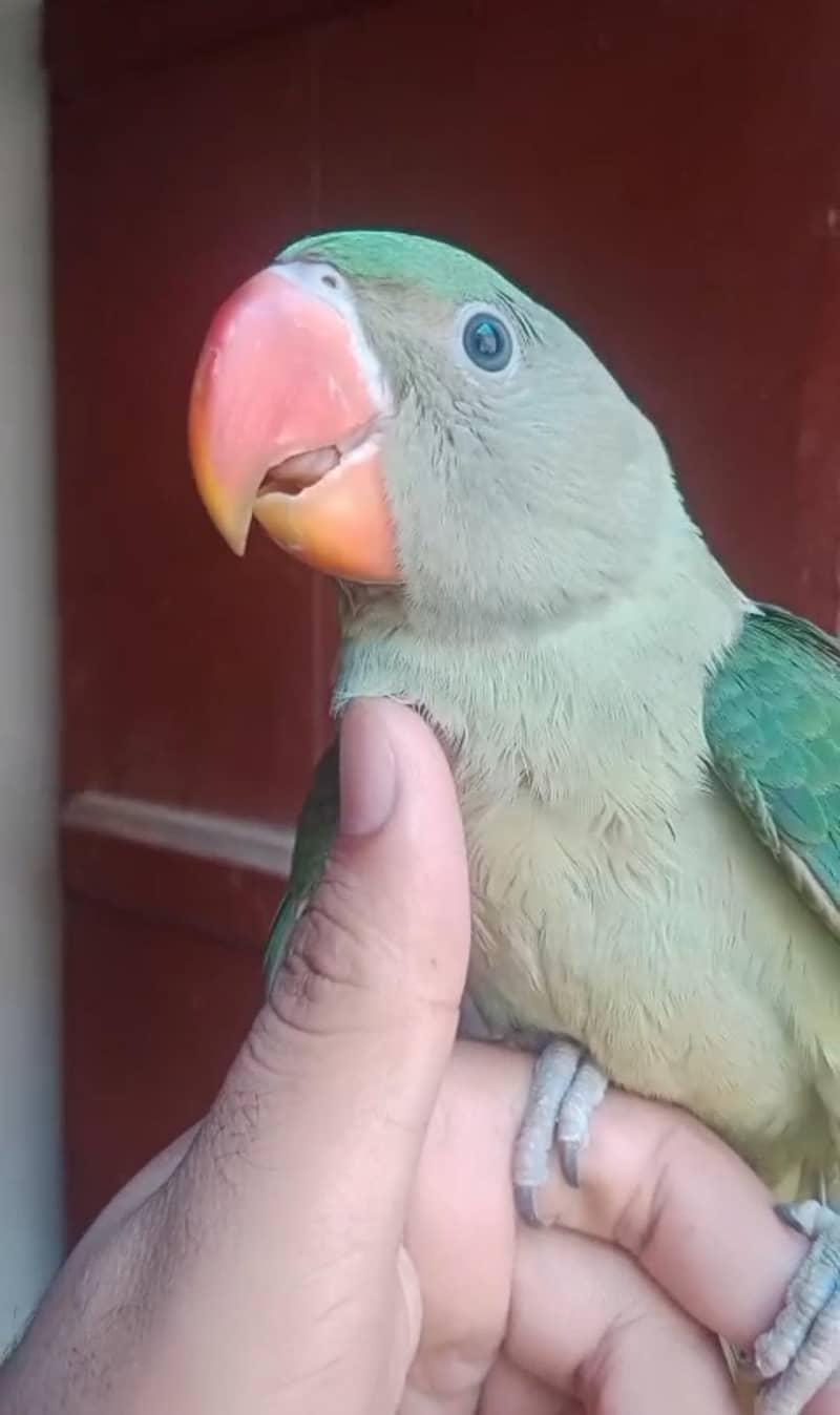 Raw chick 3