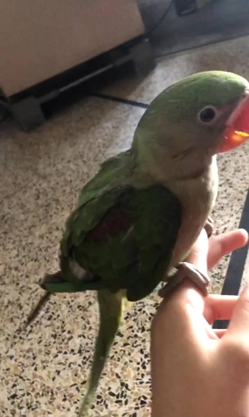 Raw chick 4