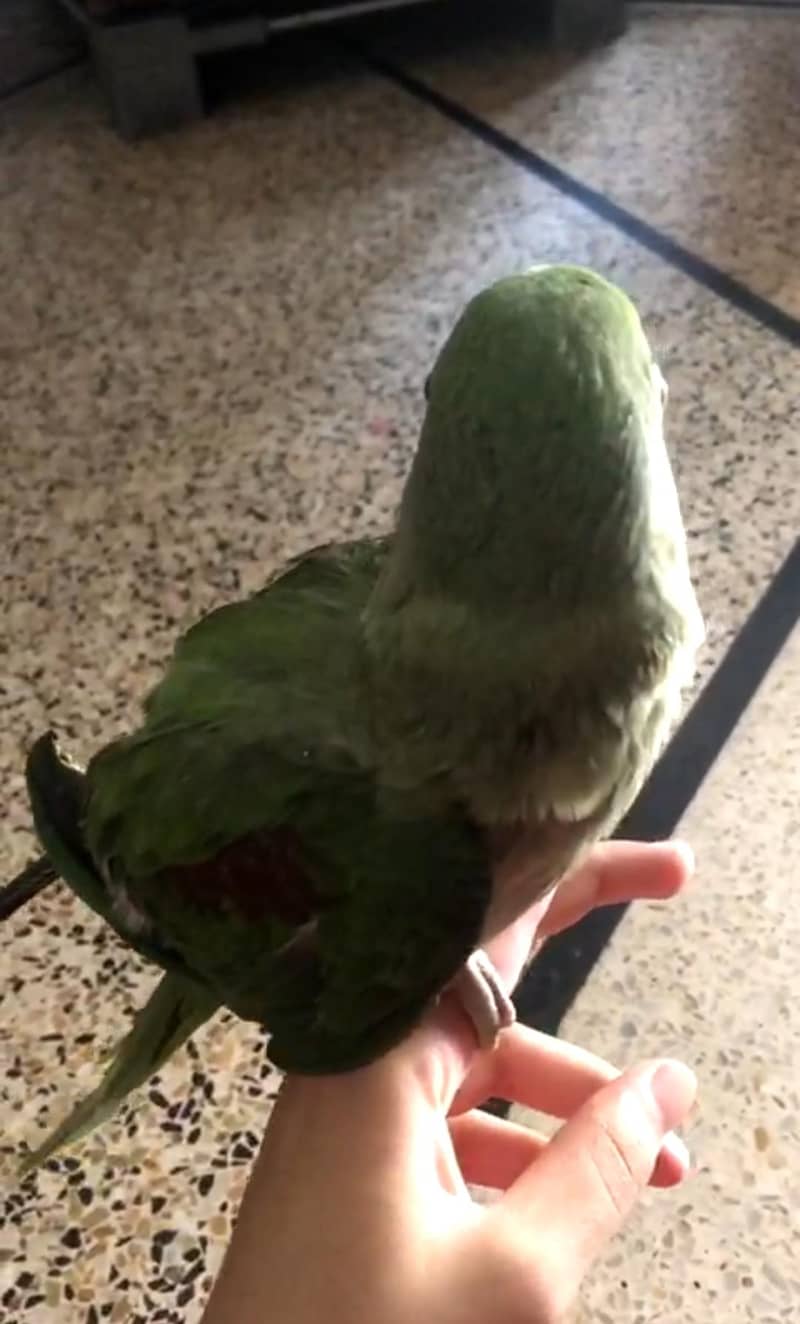 Raw chick 5