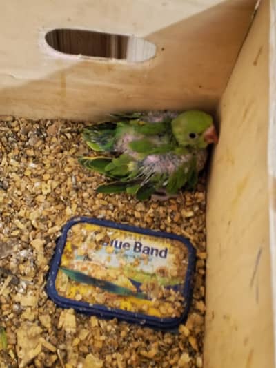parrot baby