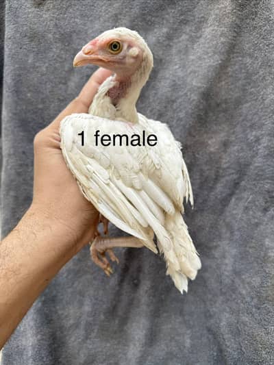 Paper White Chicks