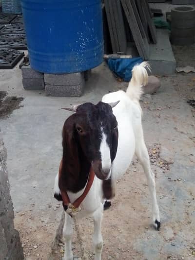 Sindhi kamori goat
