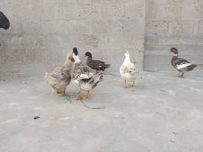 egg laying ducks and hen