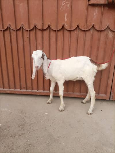 galbi and ablak pair for sale