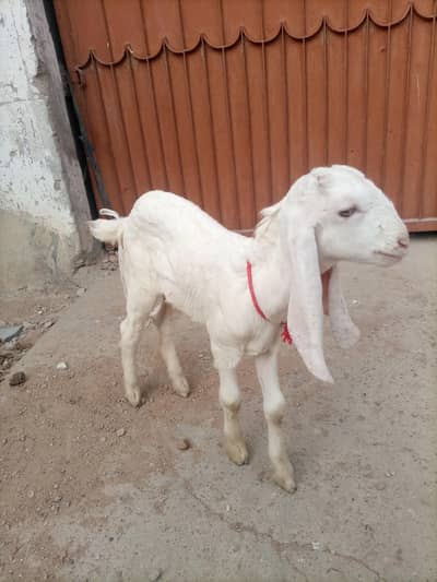 galbi and ablak pair for sale