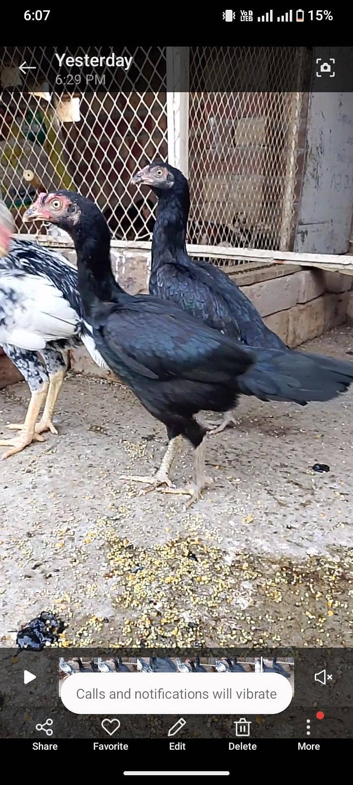 Aseel pathi patha 1