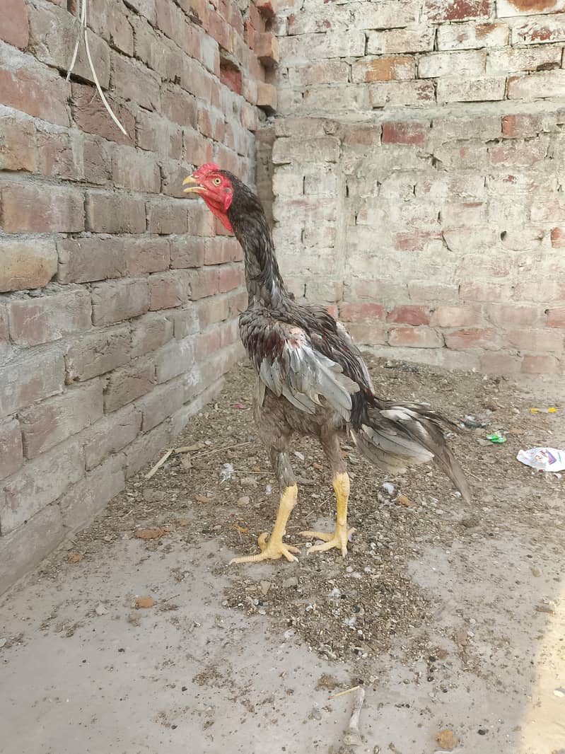 Aseel pathi patha 6