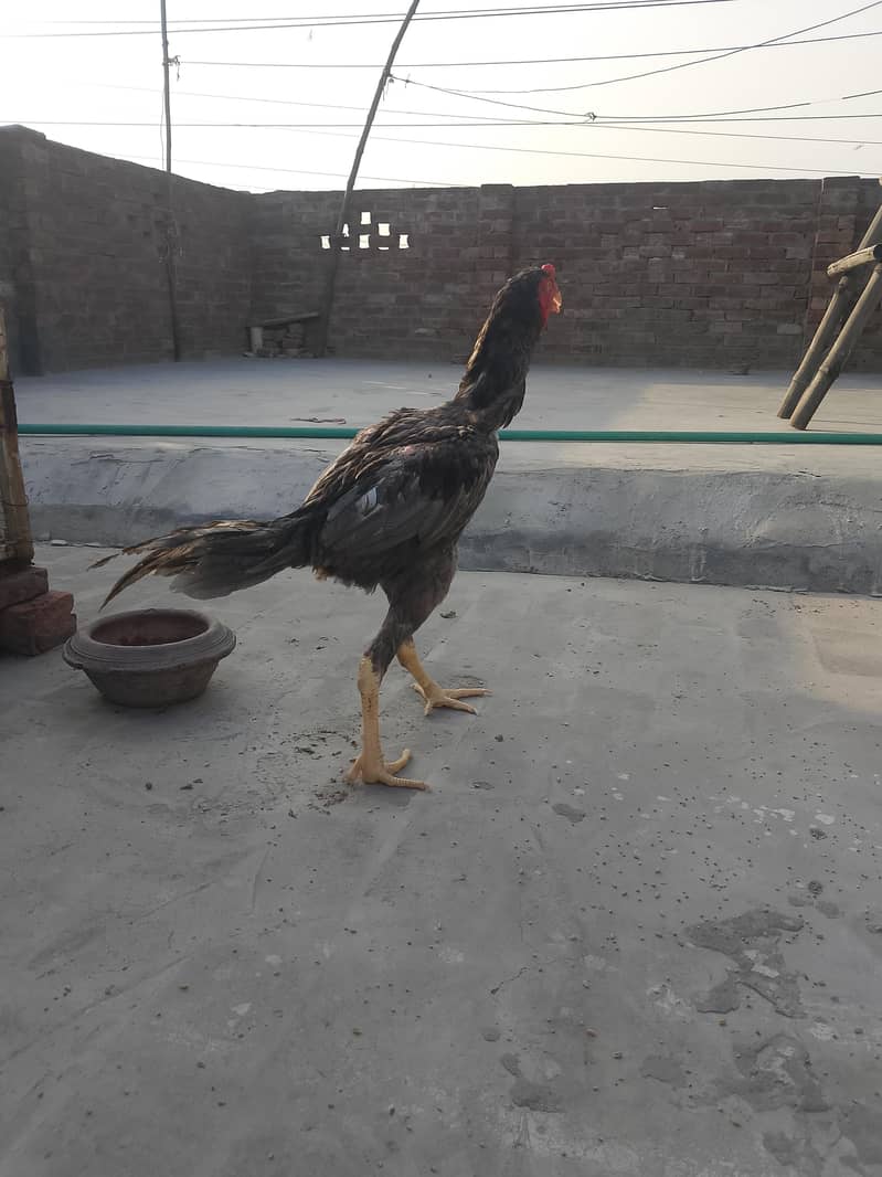 Aseel pathi patha 7