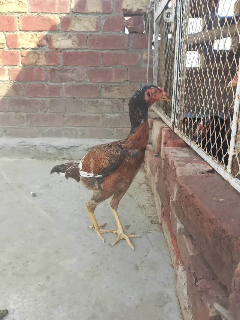 Aseel pathi patha 8