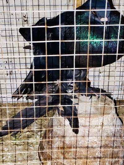 Black pom gubara ready to breed MALE forsale 03115733578