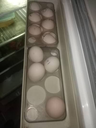 Silki Eggs for sale