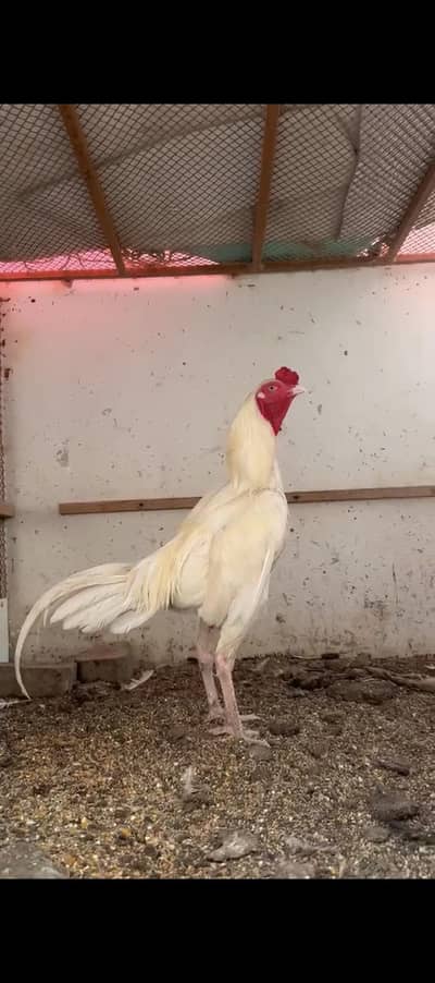 heera pair or heera cross chicks