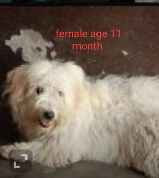 1 male 2 female for sale