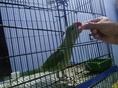 female parrot Alexandrine