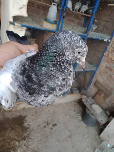 1500 pr Mian Nazir or Mehron walee teddy baby pigeons