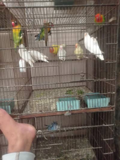 Mix love birds