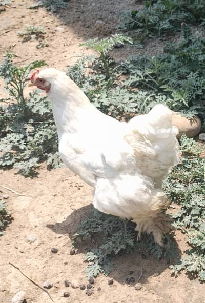 fance puff breader madhi and fance chick