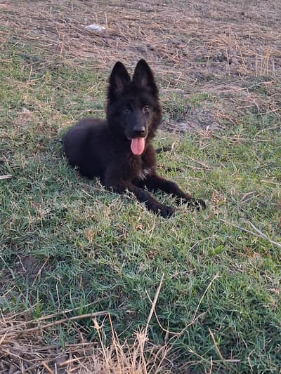 gsd female