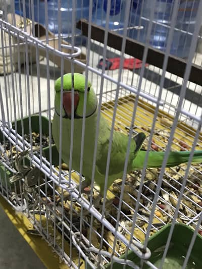 Ringneck parrot