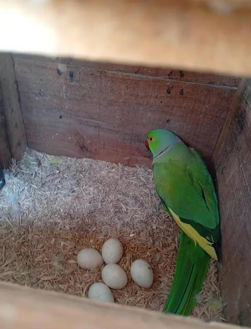 green. ringneck breeder Pair 0