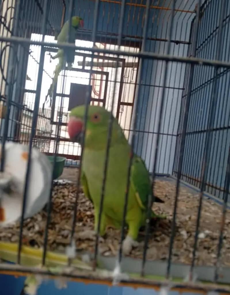 green. ringneck breeder Pair 1