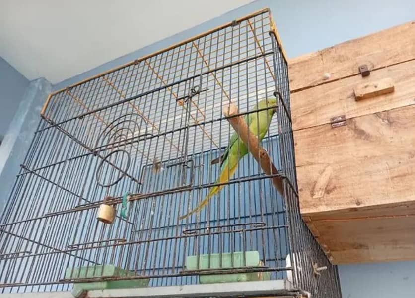 green. ringneck breeder Pair 2