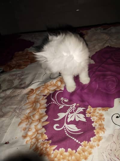 Persian female cat