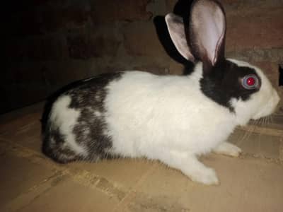 Desi Male Rabbits Urgent for sale