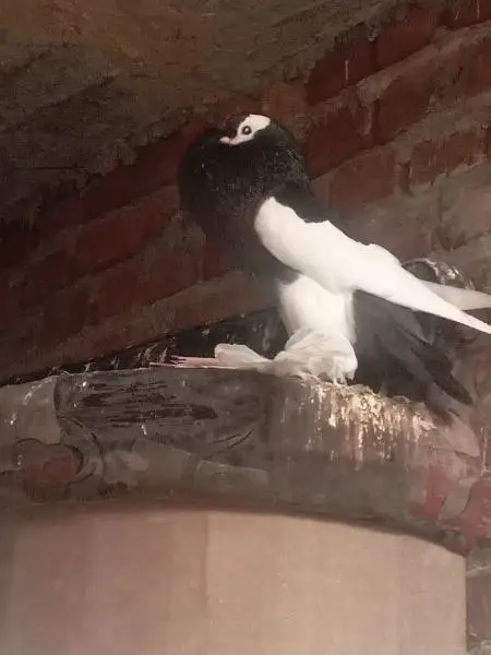 magpie male