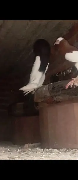 magpie male — photo 2
