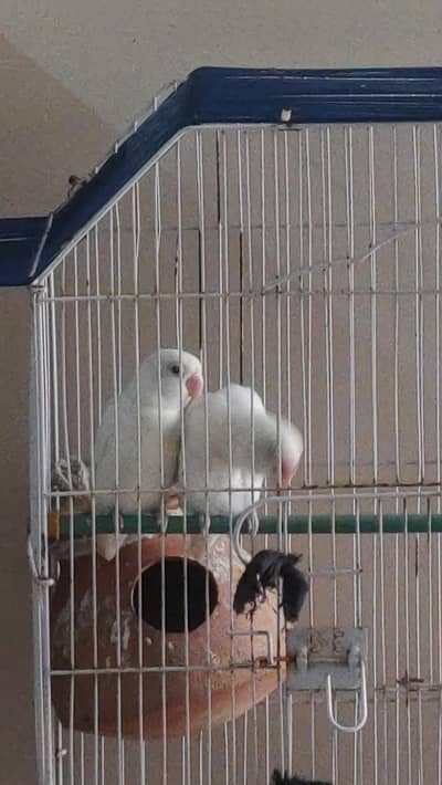 white love birds