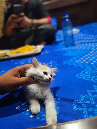 1 cat and  2 kittens for adoption