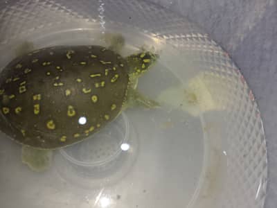 Very friendly turtle full trained not wild