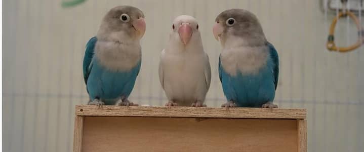 Love Birds Breeding Pair With Baby & Cage | Parrots | Love Birds